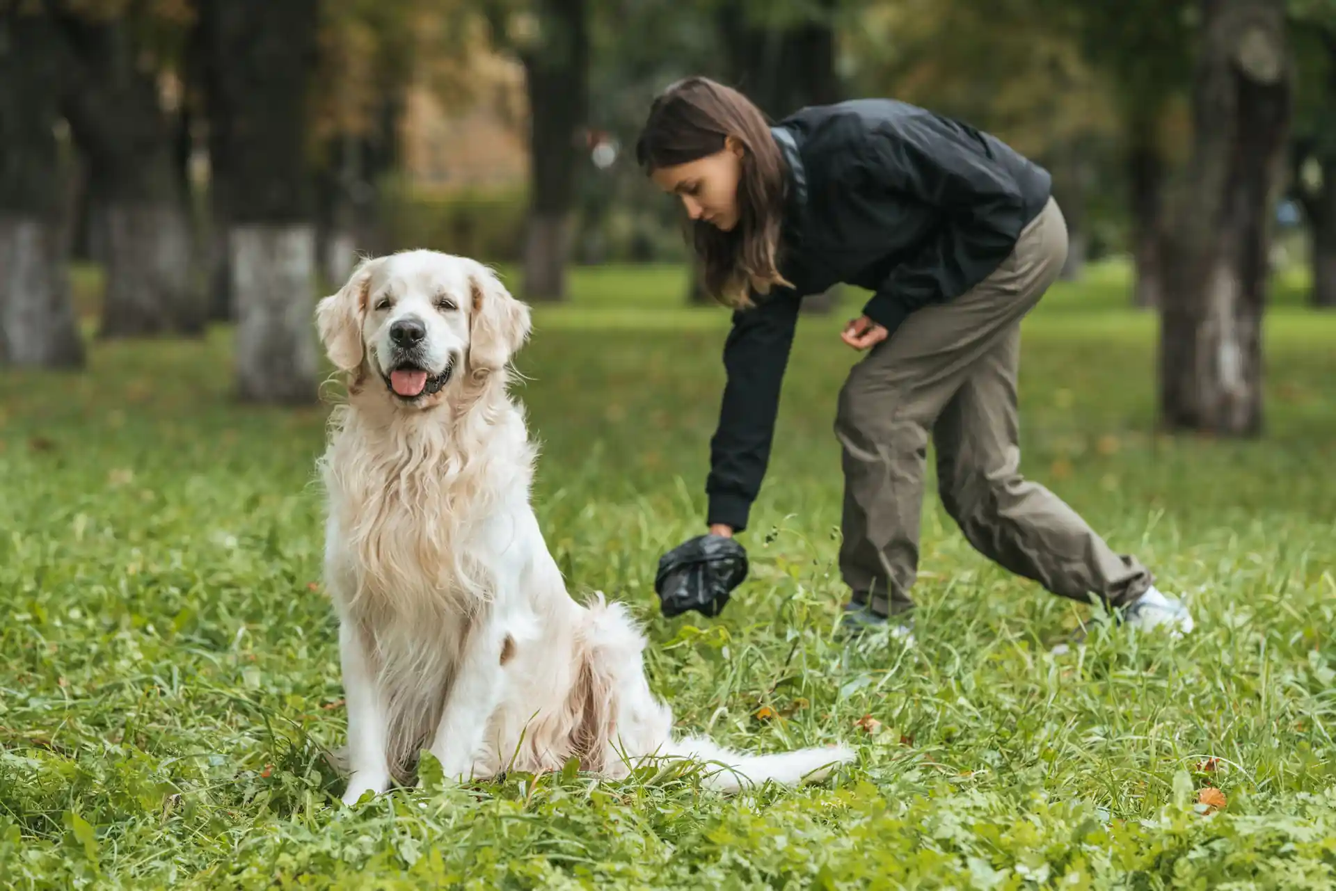 Dog owner picking up dog poop in the park next to a golden retriever.